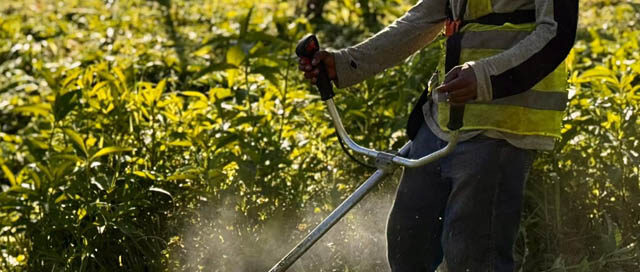 Avanzan tareas de mantenimiento en espacios verdes e instituciones de Puerto Iguazú