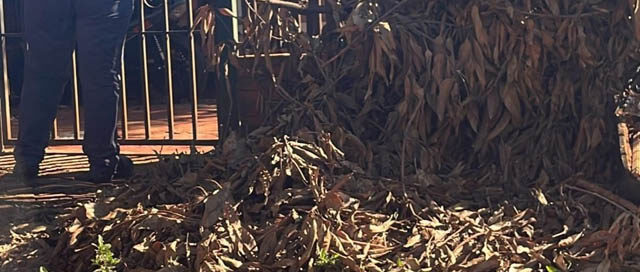 Refuerzan controles ambientales para promover el cuidado urbano en Puerto Iguazú