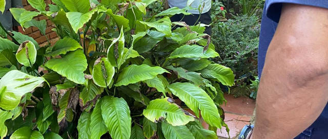 Refuerzan en Puerto Iguazú los controles por el depósito indebido de residuos en espacios públicos