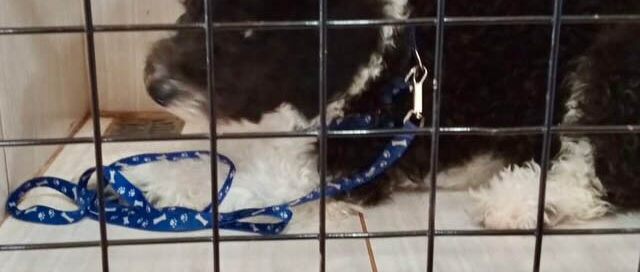 Puerto Rico: el Municipio continúa con el programa de castraciones gratuitas