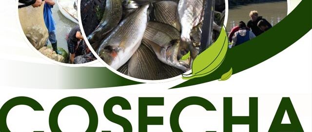 Invitan a participar de una jornada de cosecha y venta de pescados en Campo Viera